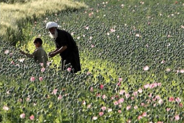 ▲ 아프가니스탄 칸다하르 지역의 양귀비밭.