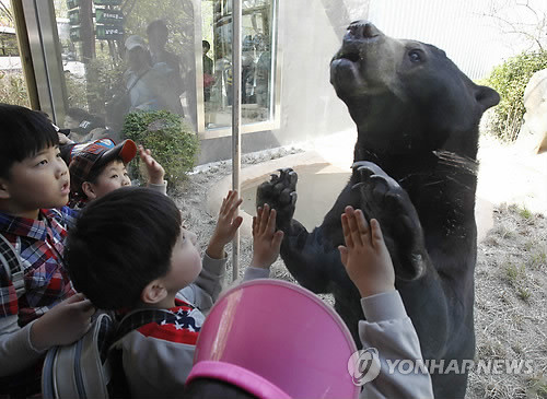 ▲ 어린이날을 하루 앞둔 4일 과천 서울대공원을 찾은 어린이들이 지난해 동물원을 탈출했던 말레이곰 `꼬마'를 관람하고 있다.ⓒ연합뉴스