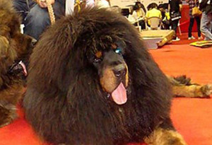 ▲ 중국에서 최고 몸값을 자랑하는 티베트 토종견 '짱아오'.ⓒ온바오닷컴 캡처