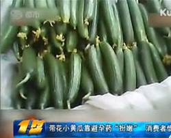 ▲ 피임약을 발라 재배한 이른바 '피임 오이‘.ⓒ온바오닷컴 캡처