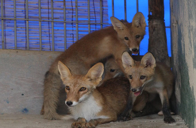 ▲ 서울대공원에서 사육되고 있는 여우 ⓒ서울대공원