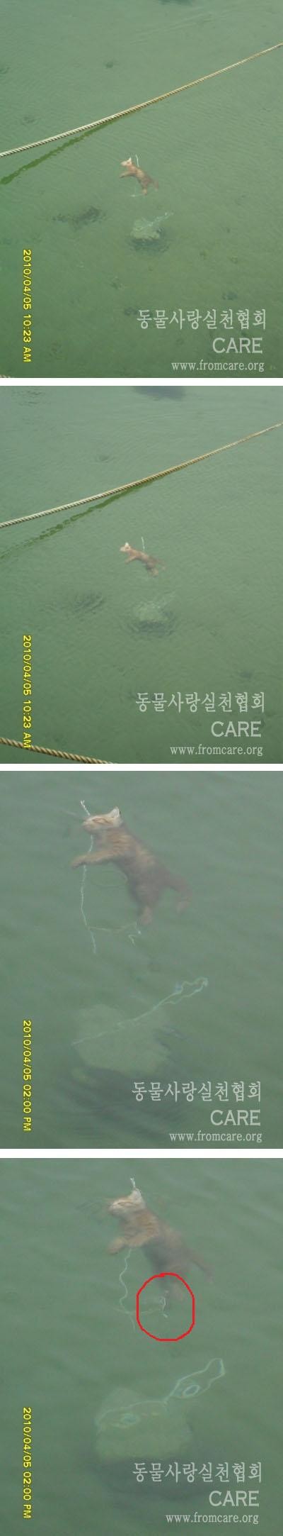 ▲ 지난 21일 낮 포항 방어리 방파제 앞 바다에 어린 고양이 한 마리가 바윗돌에 줄이 묶여 빠져 죽은 채 발견됐다. 이 사건을 제보받은 동물사랑실천협회는 학대현장을 목격했거나 가해자를 알고 있는 사람에게 현상금 300만원을 걸었다. 동물사랑실천협회의 연락처는 02-313-8886. << 동물사랑실천협회 >> 2011.5.25 ⓒ