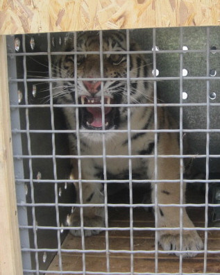 ▲ 한국에 도착한 시베리아산 백두산 호랑이 ⓒ 서울대공원