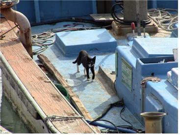 ▲ 들쥐 포획 목적으로 도서지역에 유입된 고양이가 이제는 생태계를 교란시키는 동물로 나타나 이에 대한 대책마련이 시급하다. 사진은 선박 위에서 활동하고 있는 고양이.ⓒ뉴데일리