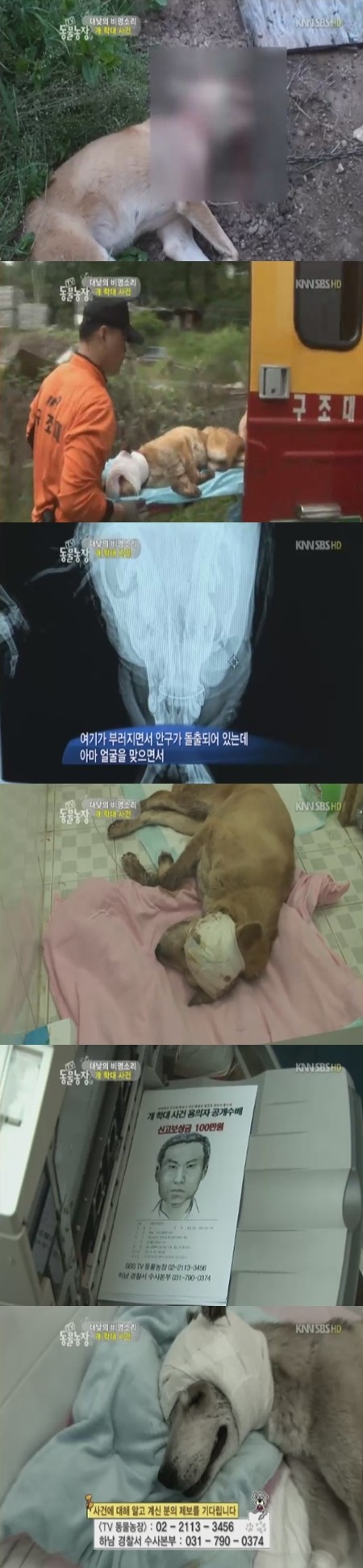 ▲ 황구 학대 사건이 충격을 주고 있다.ⓒSBS 동물농장 캡처