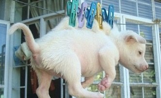 ▲ '빨랫줄 강아지' 사진ⓒ'더선' 캡처