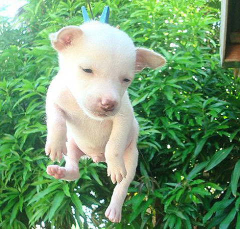 ▲ '빨랫줄 강아지' 사진ⓒ페이스북