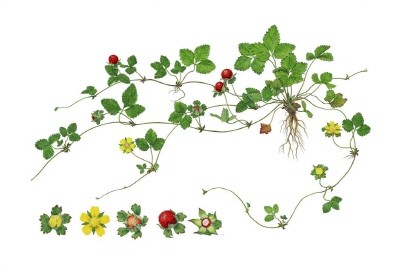 ▲ 지난해 공모전에서 대상을 수상한 '뱀딸기' ⓒ국립생물자원관 제공