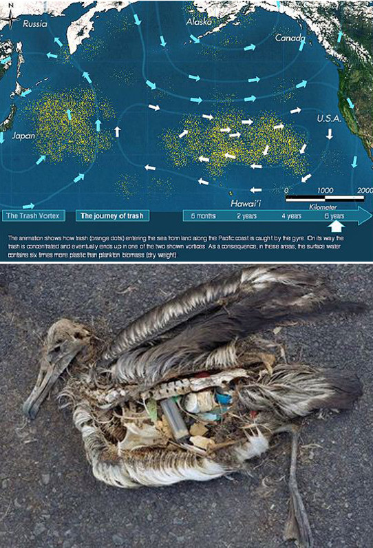 ▲ 태평양의 거대 쓰레기 지대: 태평양을 떠다니는 두개의 거대한 쓰레기 더미로 쓰레기 섬이라고 부르기도 한다. 이 쓰레기 더미는 지금까지 인류가 만든 인공물 중 가장 큰 것으로 하와이 북단의 덩어리 하나만 쳐도 한반도의 6배 이다. 1950년대부터 10년마다 10배씩 증가하고 있다. 이로 인해 수많은 해양생물들이 피해를 보고 있으며 6번째 멸종의 가장 큰 원인으로 작용하고 있다.ⓒ