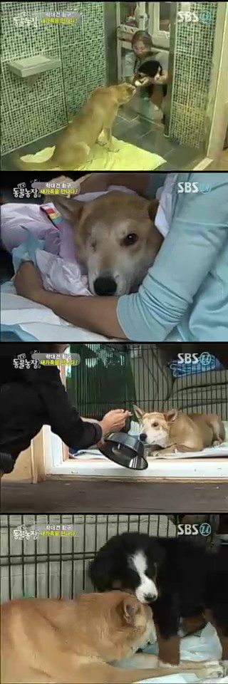 ▲ '동물농장'이 극복이가 상처를 치유하는 과정을 소개했다.ⓒsbs 동물 농장 캡처