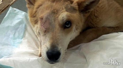 ▲ 사진 = 인터넷 이미지 캡쳐.