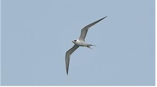 ▲ 제주에서 발견된 큰제비갈매기. ⓒ국립생물자원관