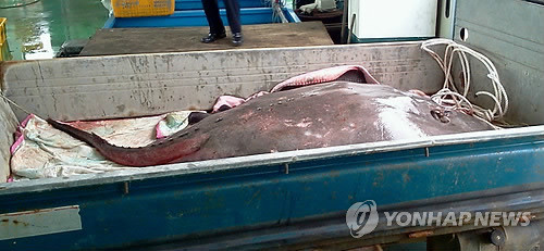 ▲ 사진 = 초대형 가오리, 1톤 트럭이 비좁아 보인다.