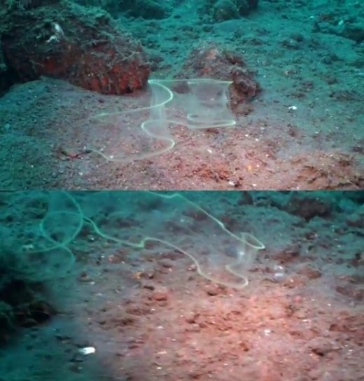 ▲ ⓒ투명물고기 '렙토세팔루스'ⓒ사진=유튜브 동영상 캡처