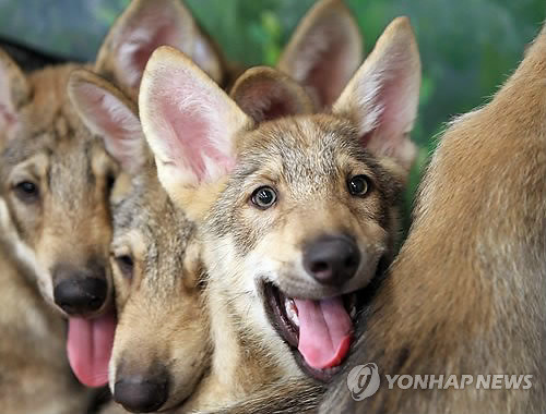 ▲ 사진 = 6일 대전동물원서 공개된 한국늑대.
