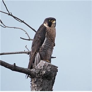 ▲ 소평여도에 번식하고 있는 보호종 '매'ⓒ