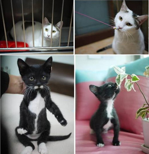 ▲ ⓒ 인터넷 이미지 캡쳐.