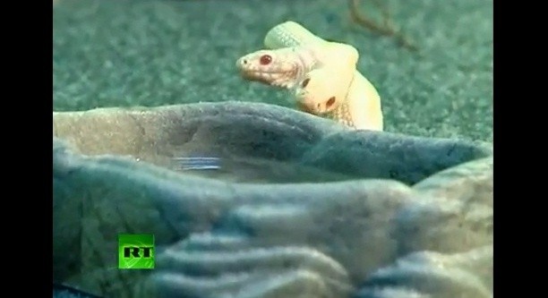 ▲ 쌍두사  ⓒ유튜브 동영상 캡처