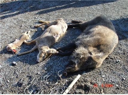 ▲ 불법 밀렵으로 희생된 동물들ⓒ