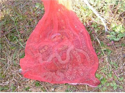 ▲ 밀렵으로 포획된 뱀들.ⓒ