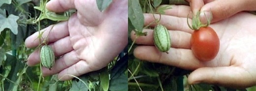 ▲ 사진=인터넷 이미지 캡쳐.