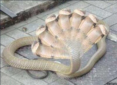 ▲ ⓒ 인터넷 이미지 캡쳐.