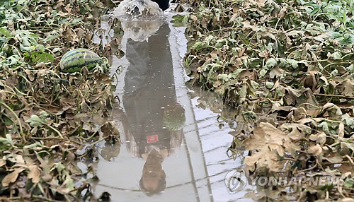 ▲ 지난 7월 11일에 내린 비로 충남 논산시 성동면 개척리 일대 시설하우스가 침수피해를 당했다. 지역주민들은 이와 관련 충남도에 관리 책임을 묻고 있다.ⓒ연합뉴스