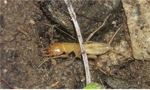▲ 갈르와벌레는 빙하기를 거치면서 수백만 년 동안 일정 서식지에 살아남아 화석곤충이라 불린다. 우리나라에서는 그동안 5개의 종이 각각의 다른 석회암동굴에서 발견되었는데 2008년 오대산과 2010년 설악산에서는 육상지역에서 발견되었다는 점이 특이하다.ⓒ