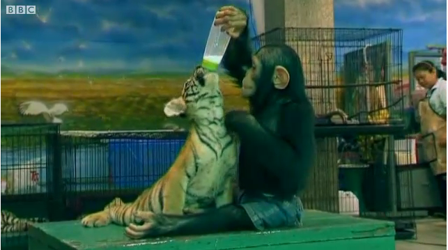 ▲ 사진 출처 : 영국 BBC방송