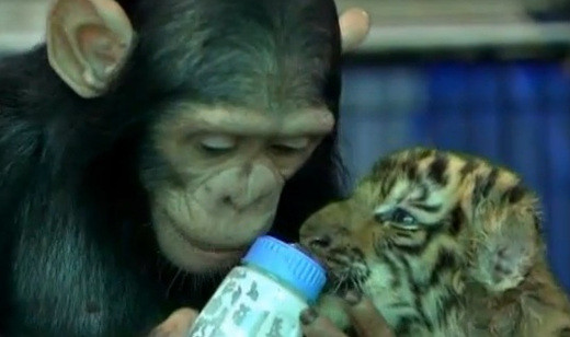 ▲ 사진 출처 : 영국 BBC방송