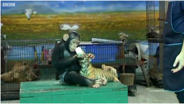 ▲ 영국 BBC방송 동영상 스틸 컷
