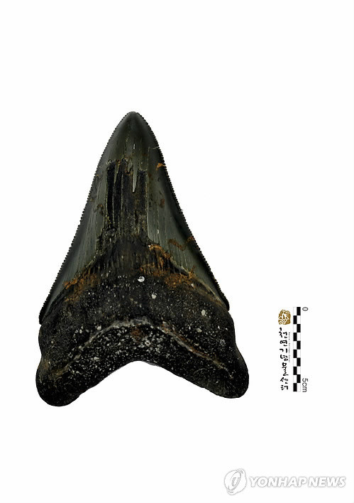 ▲ 경북 울진 인근 해안에서 발견된 국내 최대 크기인 신생대 상어 이빨 화석. 경사(이빨 측면) 길이 최대 107mm, 높이 102mm이며 영화 '죠스'의 상어와 가장 가까운 '메갈로돈' 상어로 추정된다.