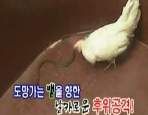 ▲ 사진 = 해당 동영상 캡쳐.