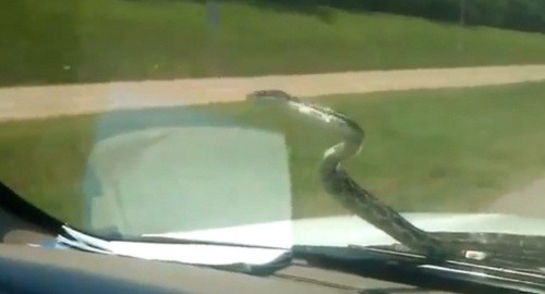 ▲ 사진 = 해당 동영상 캡쳐.