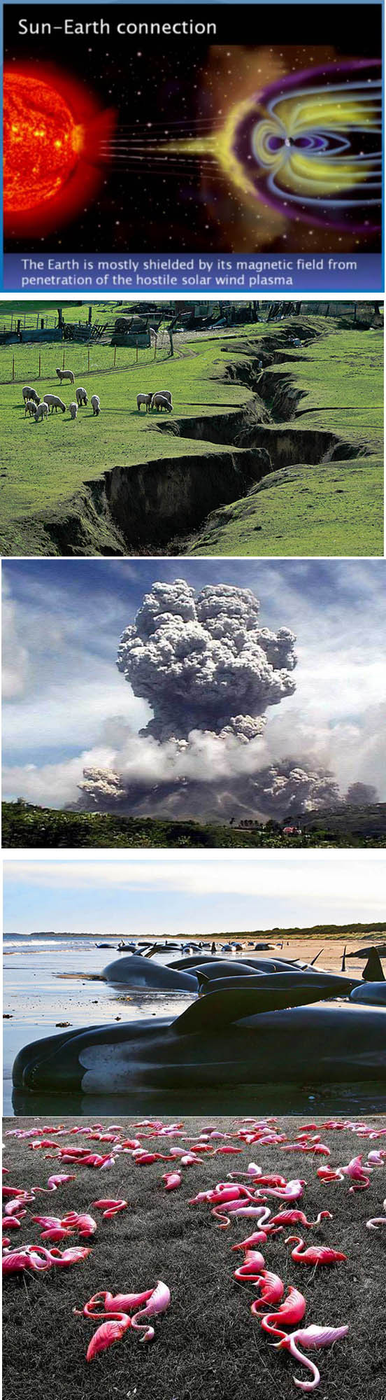 ▲ 최근 전 세계에서 발생하고 있는 고래와 새의 떼죽음, 그리고 지진과 화산의 증가가 태양 활동의 급격한 증가 때문이라고 주장하는 과학자들이 늘고 있다. 태양활동의 증가는 필연적으로 지구 자기장에 막대한 영향을 끼친다. 이 때문에 고래를 비롯한 동물들이 바다에서 길을 잃고 떼죽음을 당하고 있다.