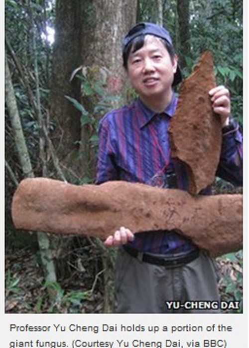 ▲ 괴물 버섯을 최초 발견한 다이위청 교수 ⓒearthsky.org