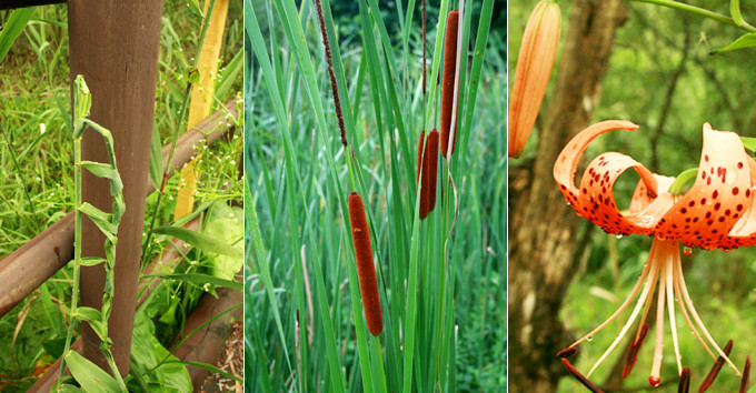 ▲ 생태학습장에서는 부들 등 수변에서 주로 생장하는 식물 등도 확인 가능하다.ⓒ뉴데일리