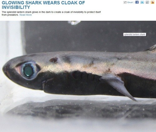 ▲ 사진 = 랜턴상어 ⓒnews.discovery.com