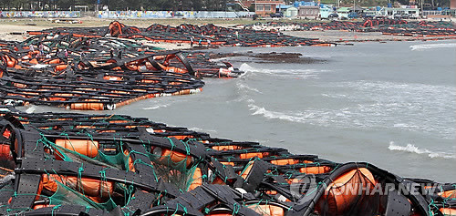 ▲ 8일 전남 완도군 보길도 중리 해수욕장에 제9호 태풍 `무이파'로 인해 전복 양식장이 강풍에 떠 밀려와 폐허로 변해 마치 전쟁터를 방불케하고 있다. 강풍으로 인해 전복 양식장 30ha가 파손돼 해안으로 밀려들어 큰 피해를 남겼다.ⓒ연합뉴스