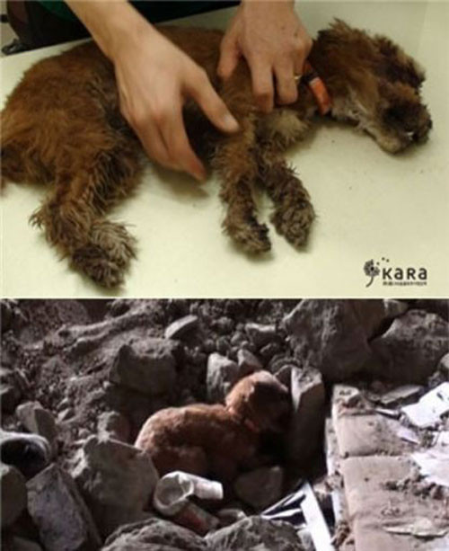 ▲ 광화문 강아지 ⓒ 사진=동물보호시민단체 '카라'