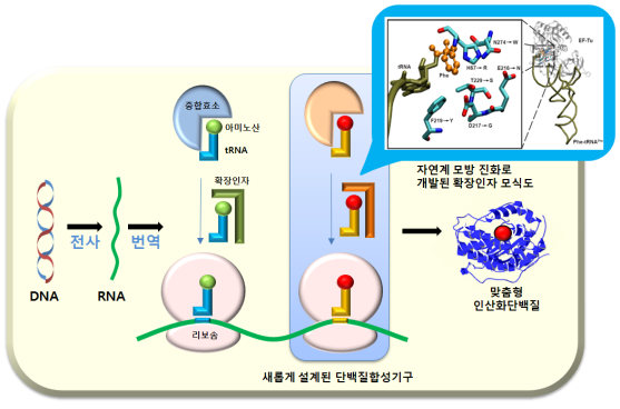 ▲ 박 교수팀은 단백질 구성인자인 인산화 아미노산을 단백질에 직접 첨가하는 기술을 개발했다.ⓒ 사진 교육과학기술부 제공.
