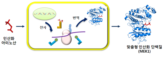 ▲ 박 교수팀이 인산화 아미노산 첨가 기술을 이용해 암 유발 단백질(MEK1)을 합성한 과정.ⓒ 사진 교육과학기술부 제공.