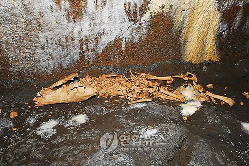 ▲ 동물뼈 노출 모습ⓒ
