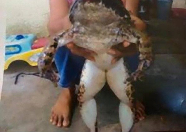 ▲ 사진출처 = THE DAILY CHILLI