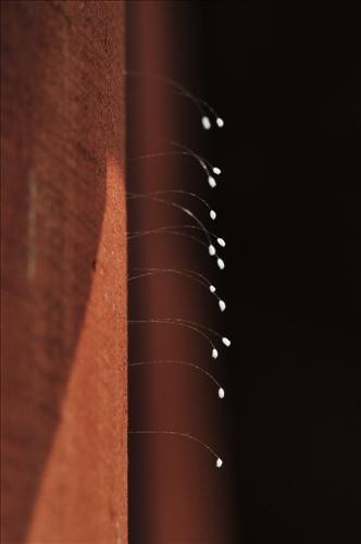 ▲ 에버랜드에도 '전설의 꽃'이라는 우담바라가 피었다.  