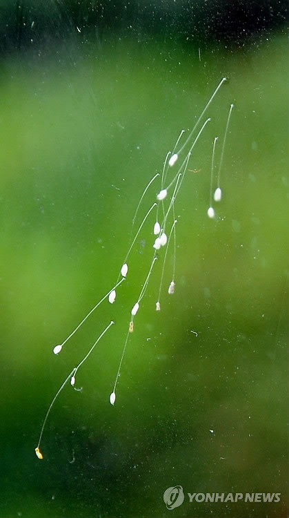 ▲ 서울 마포구에 위치한 훼미리마트 마포중앙점 유리창에 우담바라 17송이가 피어있어 화제가 되고 있다.