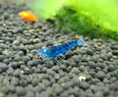 ▲ 블루벨벳 새우 ⓒ 사진=유투브 동영상 캡쳐