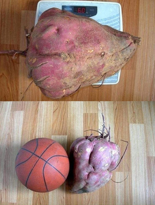 ▲ 7kg 고구마 등장 ⓒ 사진=온라인 커뮤니티