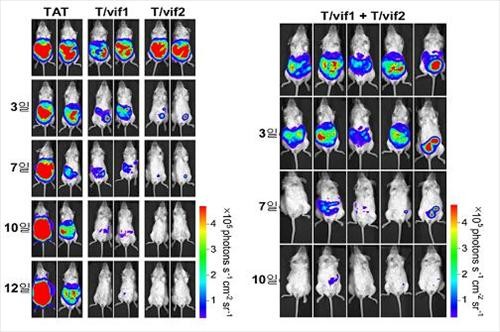 ▲ 암에 걸린 쥐에서 vif1, vif2 펩타이드의 암 억제 효과ⓒ