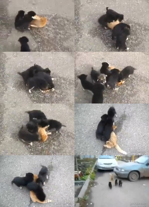 ▲ 좀비 강아지 영상이 화제다. ⓒ 유투브 동영상 캡쳐